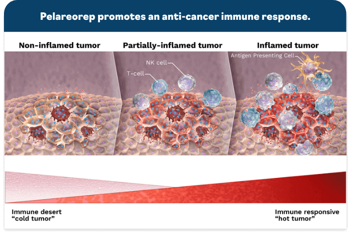 Pelareorep promotes an anti-cancer immune response