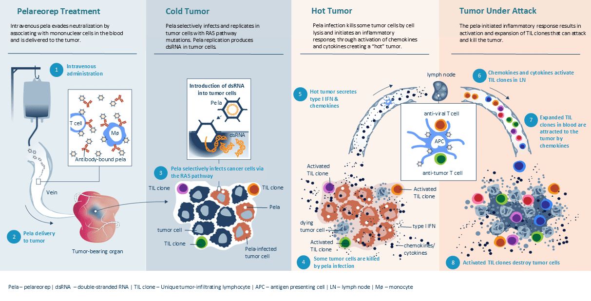 Pelareorep promotes an anti-cancer immune response